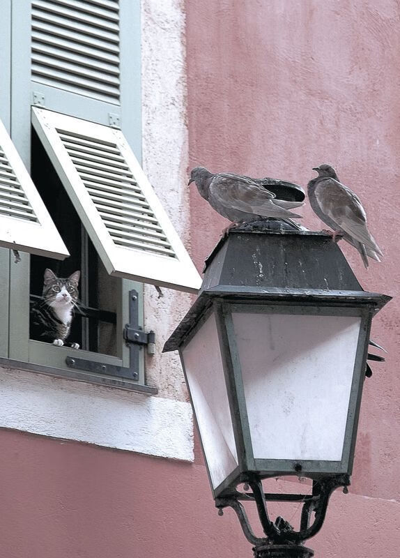 双面神迹,团队铁血与天才灵光共塑的NBA之夜