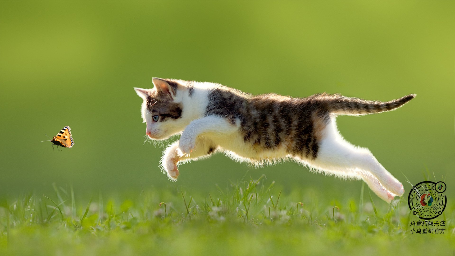 惊天逆转，鹈鹕险胜深圳队，英格拉姆末节爆发化身关键先生