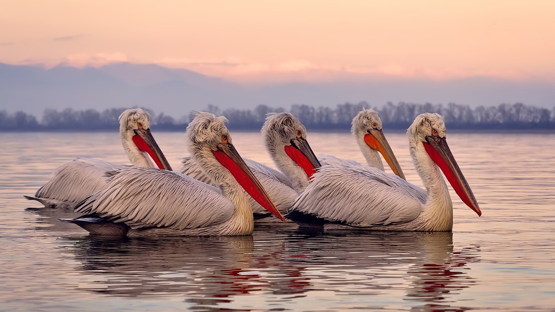 速度与坚韧的双城记,维斯塔潘逆袭争冠,灰熊狂暴晋级撕碎骑士