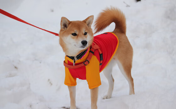 防线上的艺术家，当克瓦拉茨赫利亚撕破蓝黑军团的铁幕