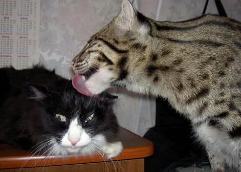 双重征服，当卢卡·东契奇与凯里安·姆巴佩在同一夜晚创造历史