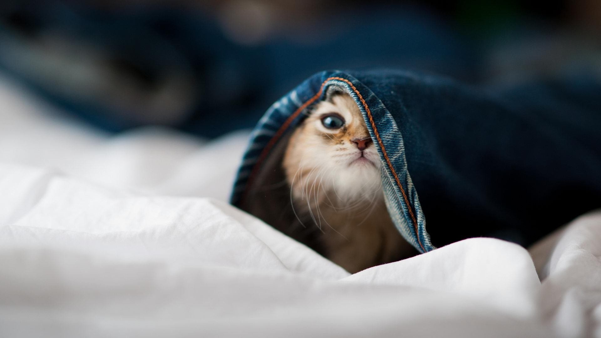 篮球全球夜，勇士轻取篮网，塔图姆欧冠淘汰赛接管比赛