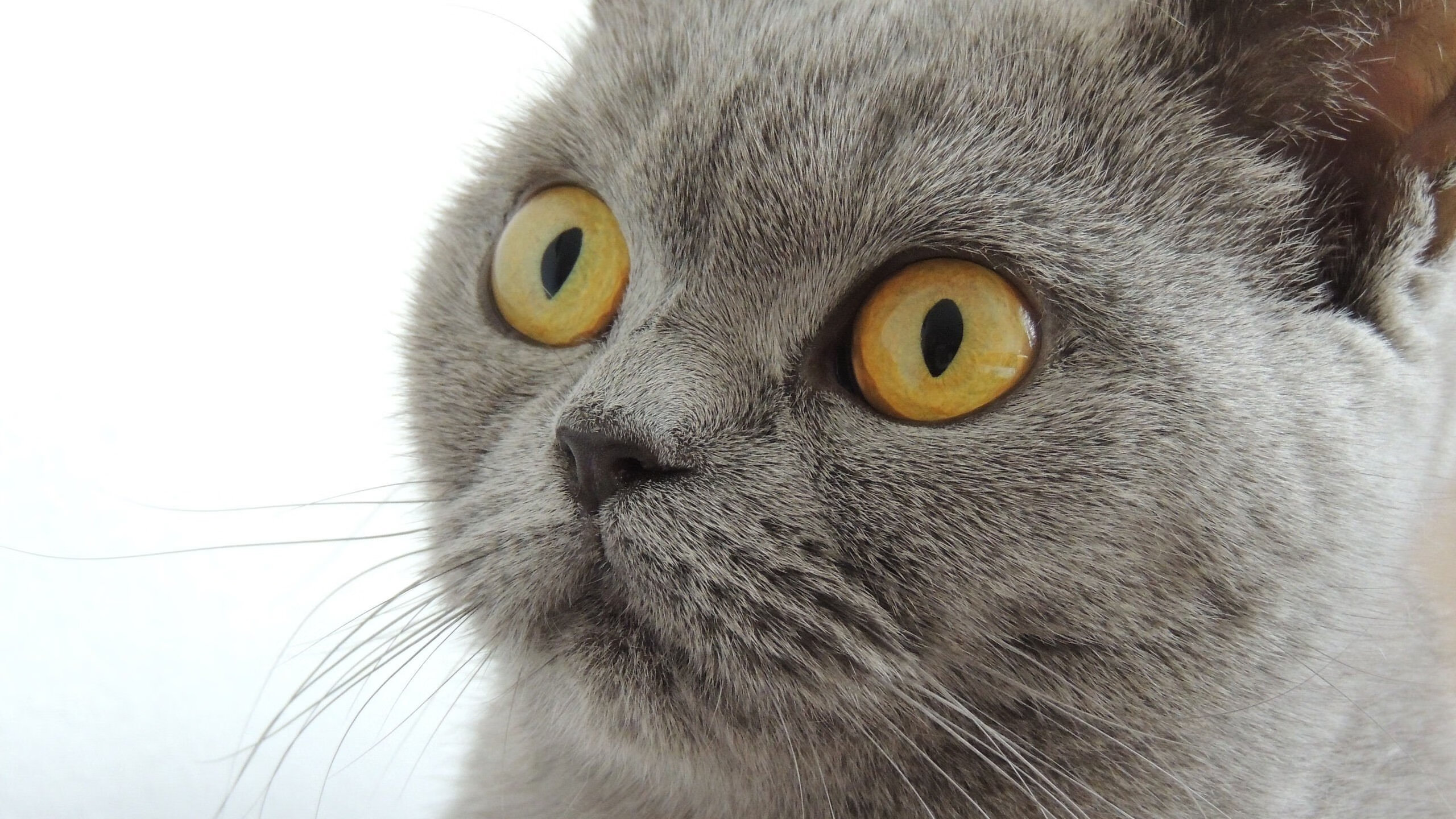 双星闪耀决胜时刻，塔图姆的救赎与东契奇的宣言