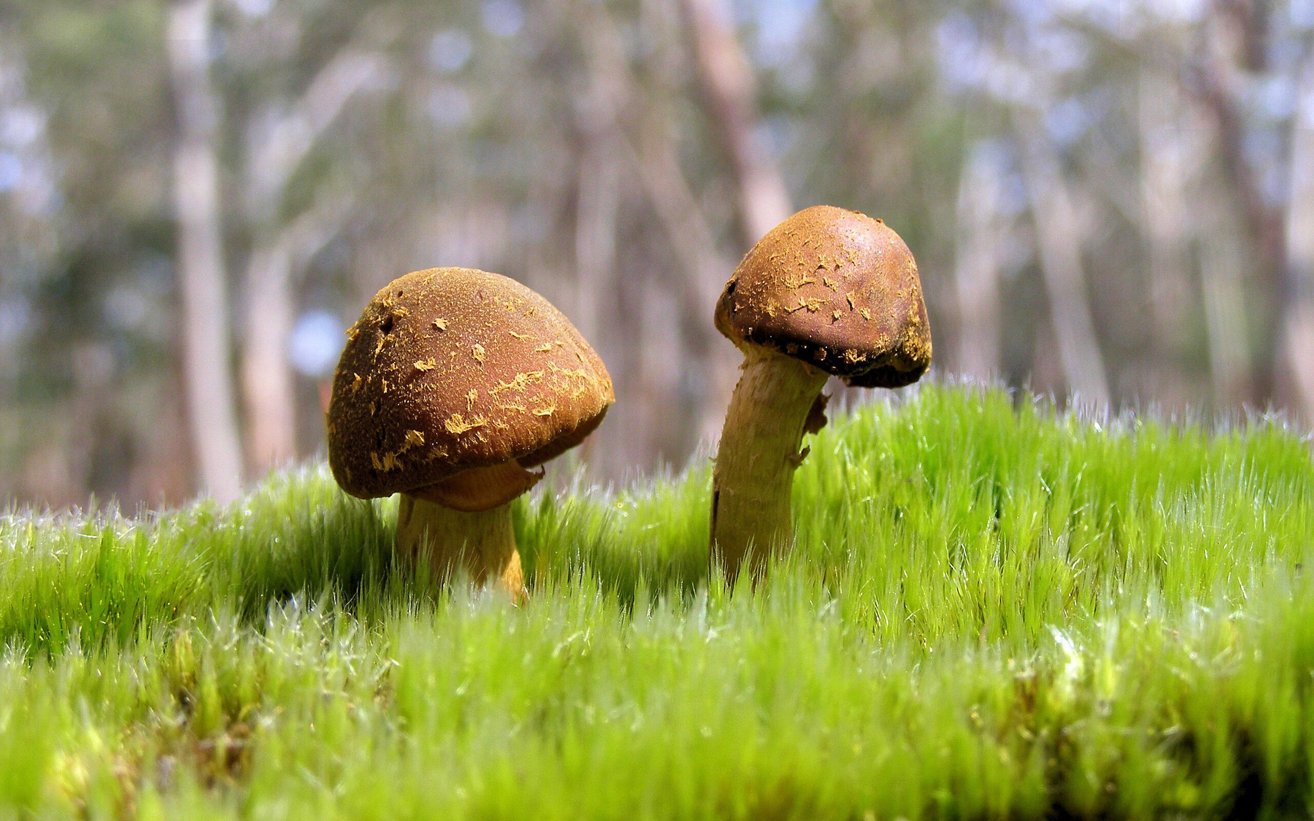 马可·波罗的篮球传奇，当大航海哈登在东方古国投下惊雷