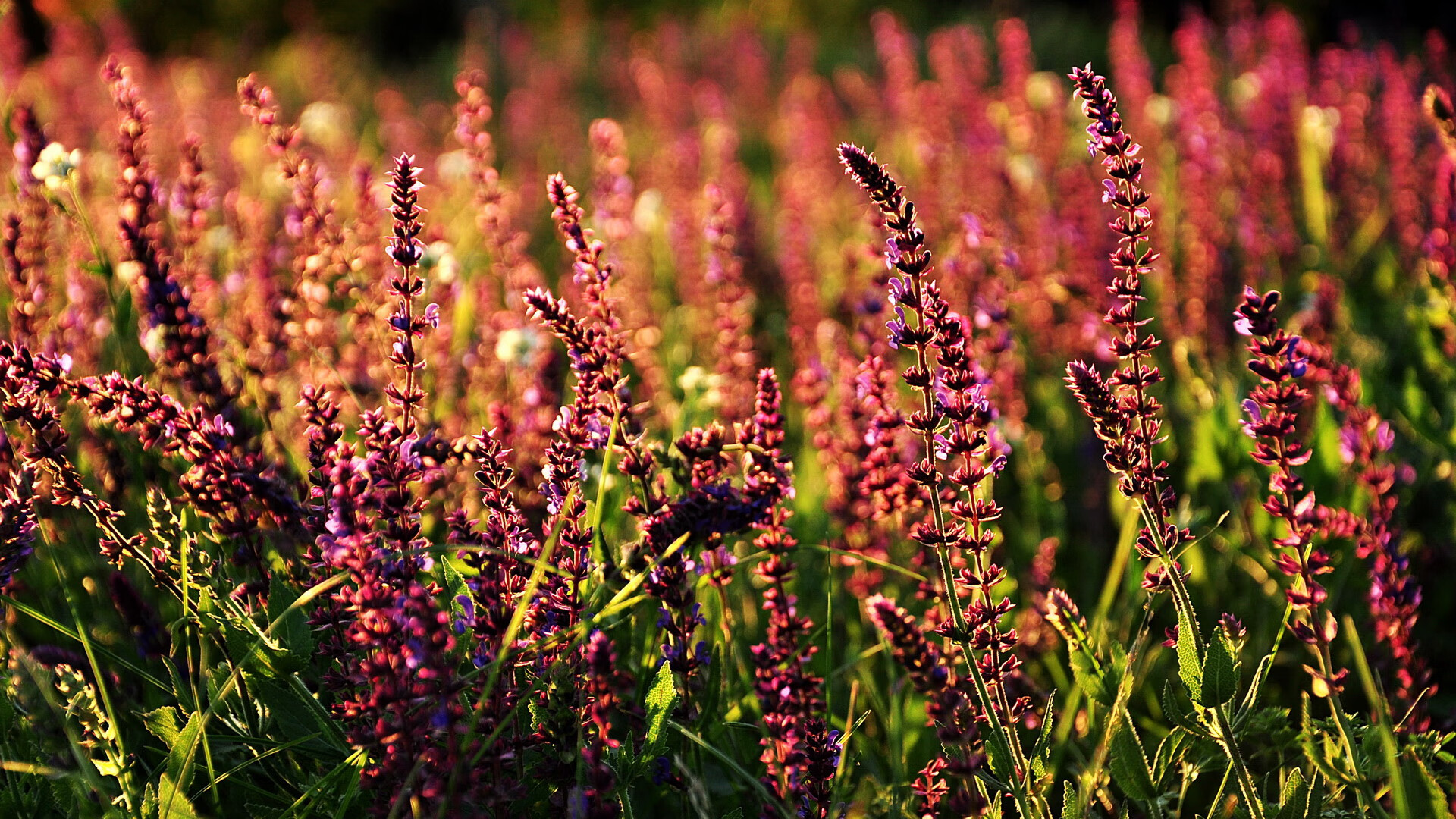 巨人脚下，小个子在丹佛高原写下神话，当米切尔扼住约基奇咽喉