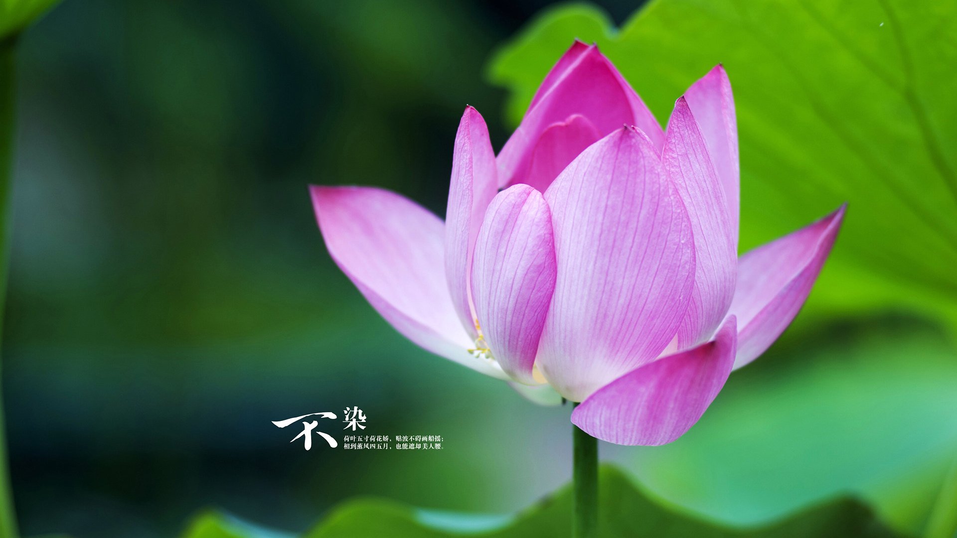 当金块之王降临绿茵场,约基奇如何助攻了德甲争冠夜