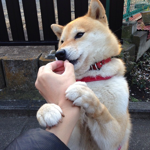 当蓝桥铁骑遇见亚洲风暴,欧冠赛场的新秩序