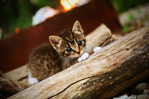 东方巨龙对决德州铁骑，英格拉姆生死时刻一剑封喉