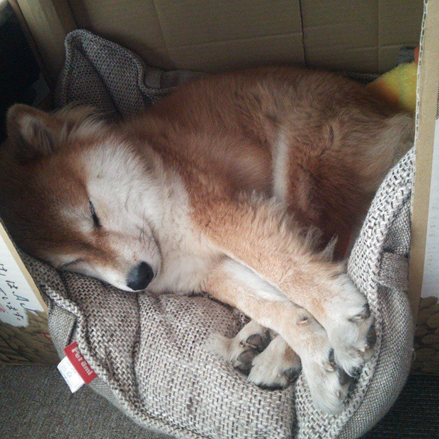 铁血防线对决全能怪兽，深圳队史诗级逆袭掘金，恩比德竟成关键先生？