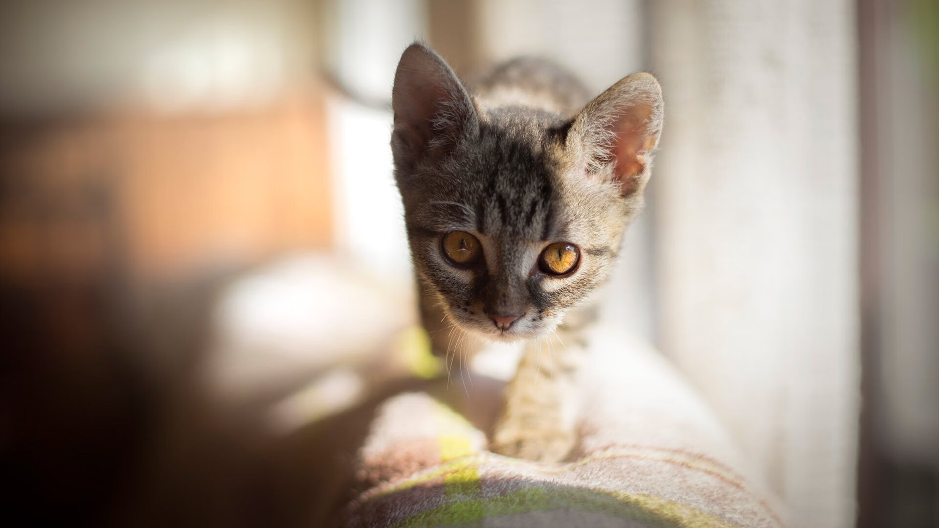 CBA旧将单挑奇才全队？福克斯鏖战记，当个人英雄主义照亮团队体育的夜空