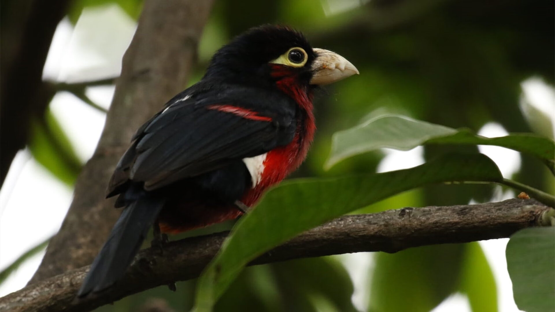 天神下凡！卢卡库极致表现诠释何为教科书，摩纳哥提前终结冠军悬念，土耳其军团黯然退场