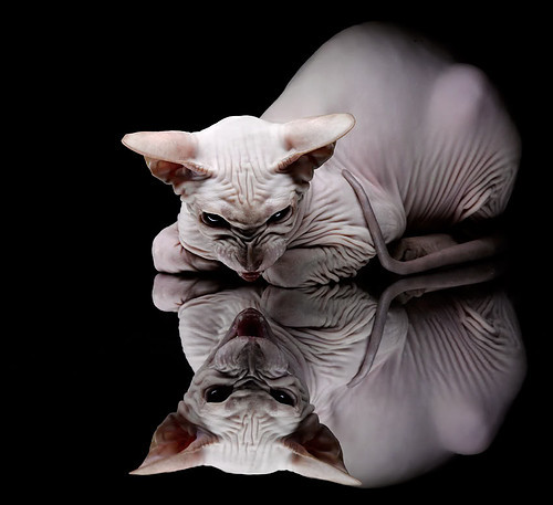 独舞圣西罗，米切尔的嗜血獠牙与无人可守的征服之夜