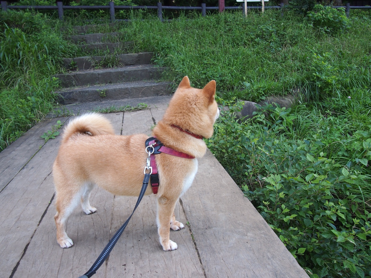 当骑士逆转遇见浓眉接管，体育世界里不可复制的奇迹时刻