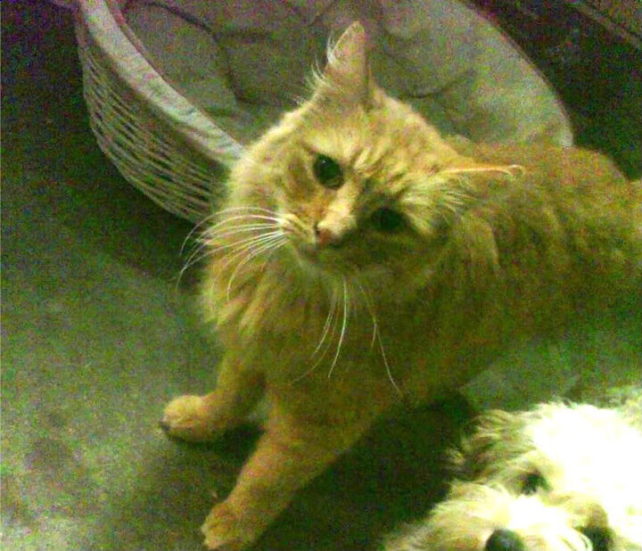 达拉斯联合国力擒灰熊，一场篮球场上的微型世界大战