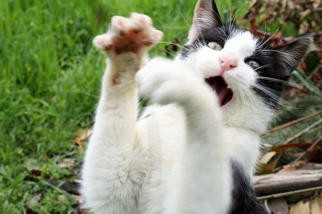 防线崩塌之夜，字母哥如何将年度焦点之战变为个人统治力加冕仪式