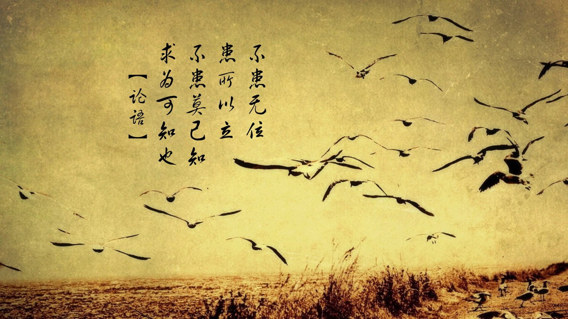 平行宇宙之战，布伦森降世风城，公牛血战逆转太阳