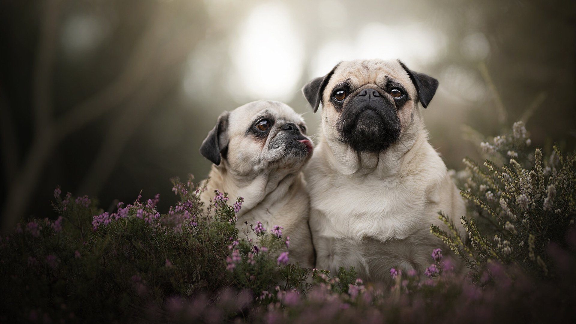 时间裂痕里的关键先生，当76人一波流带走湖人，塔图姆为何成为唯一钥匙？