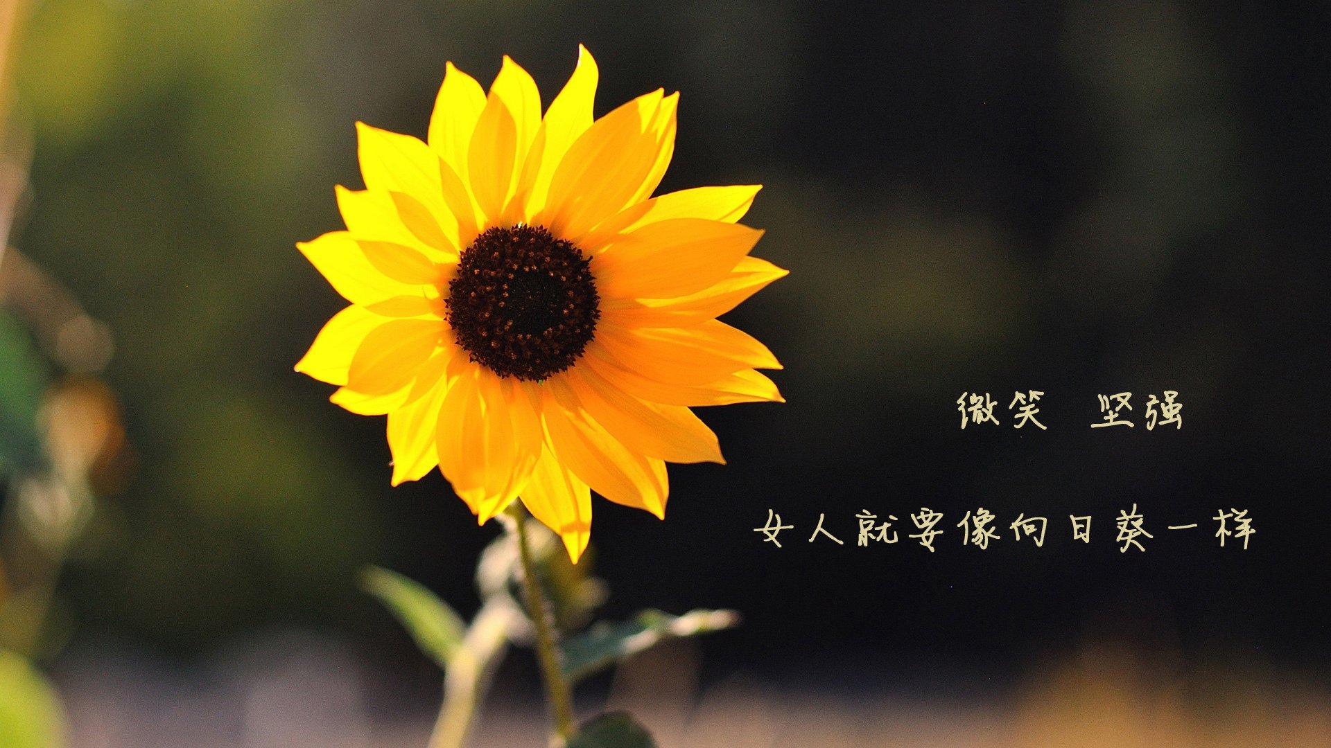 命运分岔口,一场比赛如何同时撕裂与缝合两大洲的足球梦—2026世界杯A组关键战,墨西哥击败印度,范戴克带队取胜